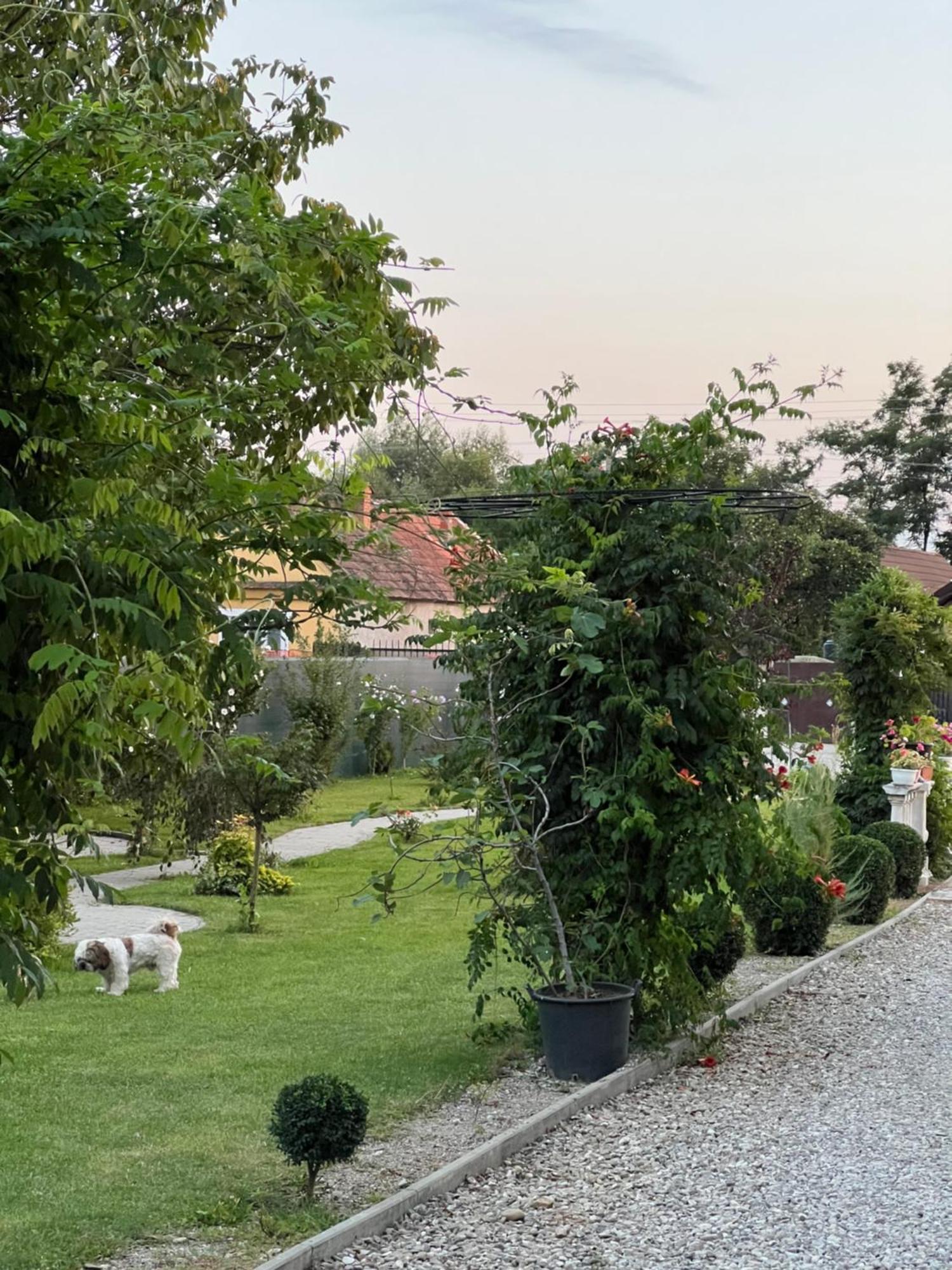 Pensiunea Baroc Dobirlau Luaran gambar